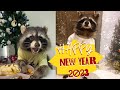 HAPPY NEW YEAR / Funny animals, cats, raccoons, dogs 2023