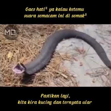 Hati hati jika mendengar suara kucing disemak semak, bisa jadi itu ular