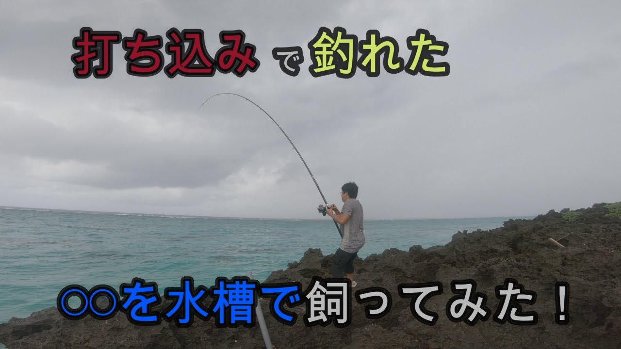 打ち込み釣りで釣れた を飼ってみた 与論島 魚釣り系you Tuberまとめサイト Fishing 打ち込み釣りで釣れた を飼ってみた 与論島 魚釣り系you Tuberまとめサイト Fishing