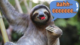 Yes, Sloth Can Dance & Swim (Sloth Sounds & Facts for Kids) by Nowuwu 337 views 1 year ago 3 minutes, 32 seconds