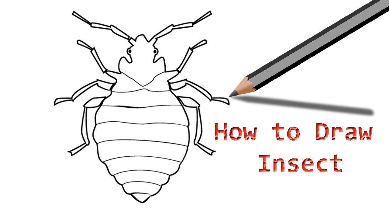 How to Draw a Bug Insect Step by Step Drawing for Kids - YouTube