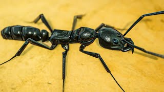 Final Ant Species Reveal  Empires of the Undergrowth