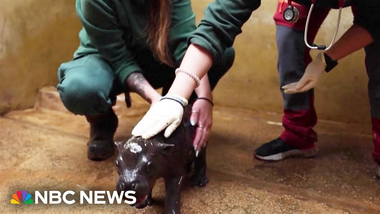 Watch: Baby pygmy hippo makes its debut at a zoo in Athens, Greece