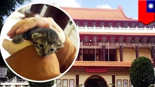 Kot znaleziony przez mnichów w ścianie świątyni screenshot 3