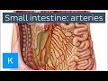 Arteries of the Small Intestine (preview) - Human Anatomy | Kenhub