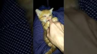 Abandoned Sick Kitten is Rescued and feeling better!