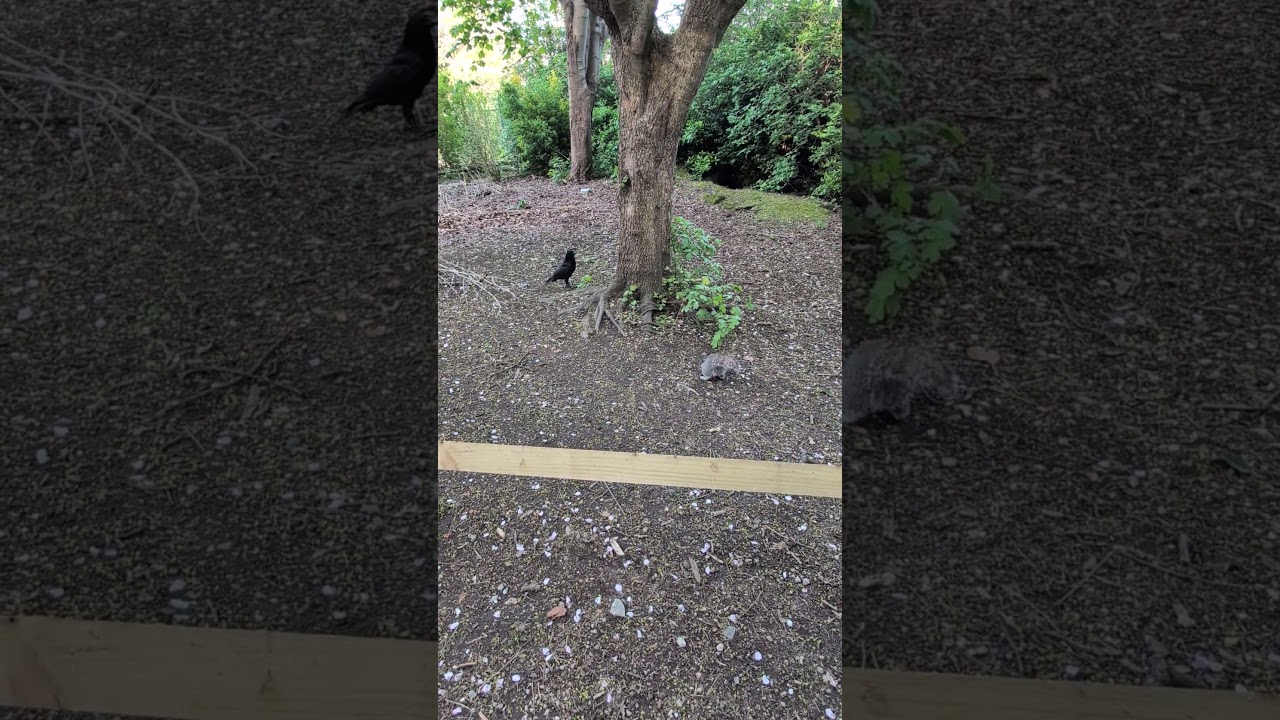 Squirrel and Crow under tree. 