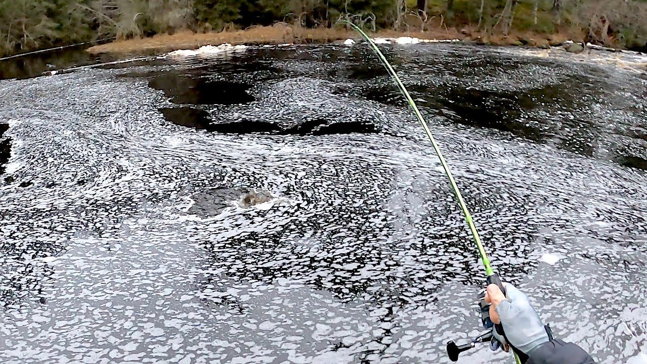 Taimenpuro Joulukuussa