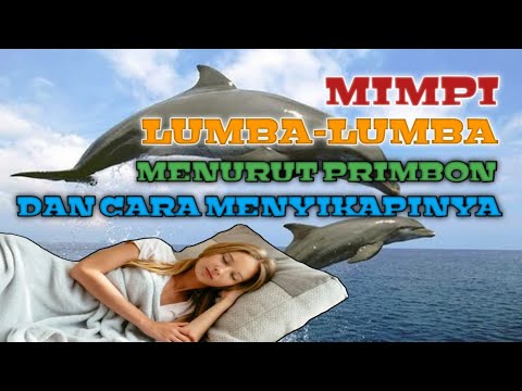 Video: Mengapa Ikan Lumba-lumba Bermimpi