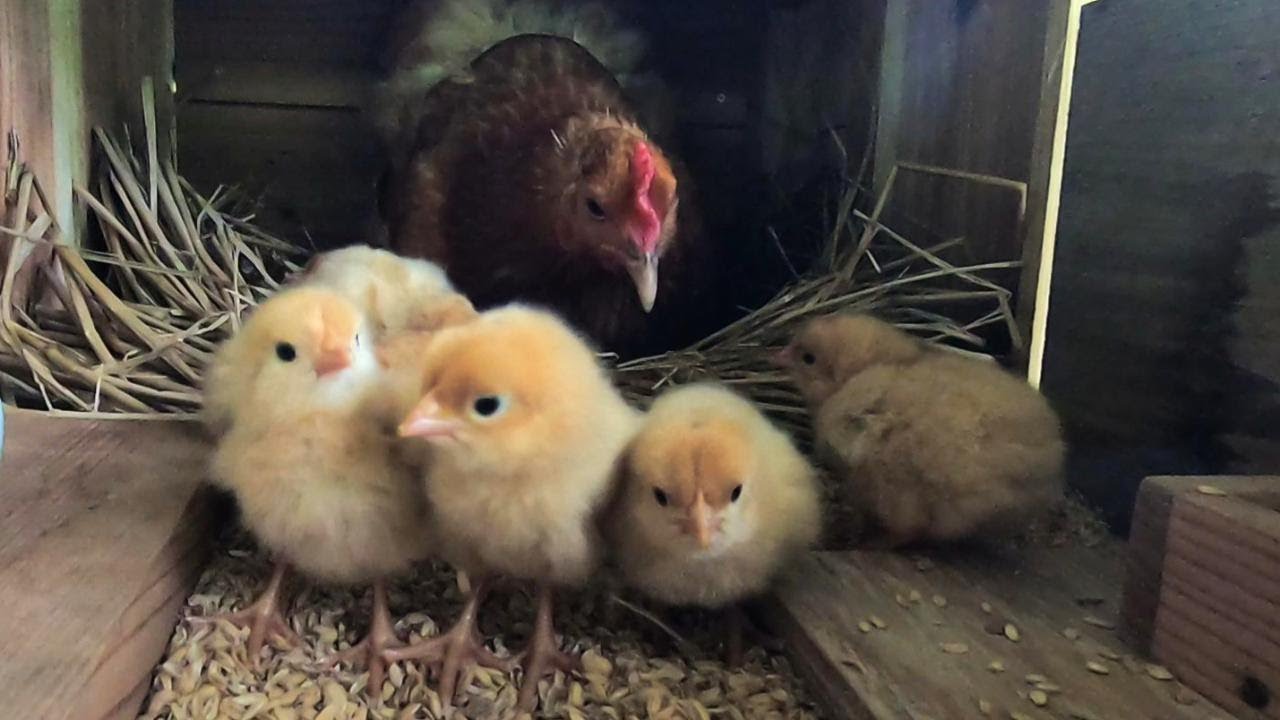 Когда я проснулся утром, на свет появилось много цыплят🐣