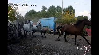 Послушайте прекрасное стихотворение о лошадях Послушайте прекрасное стихотворение о лошадях