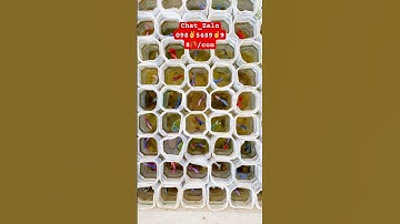 Cá Betta Haflmoon | Betta Đuôi Dài | Betta Đẹp | Betta Giá Rẻ | #ChangTienCa