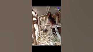 Puyuh Gonggong Gacor | Suara burung puyuh gonggong gacor