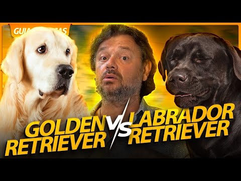 Vídeo: O golden retriever é um labrador?