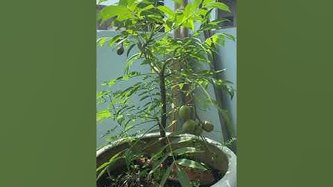 Cây cóc thái trồng trên sân thượng