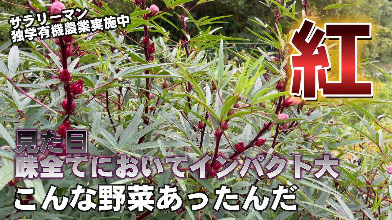 悪魔の実みたいな色 ローゼル収穫して食べてみた Youtube