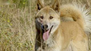 Austrália Selvagem - O Dingo