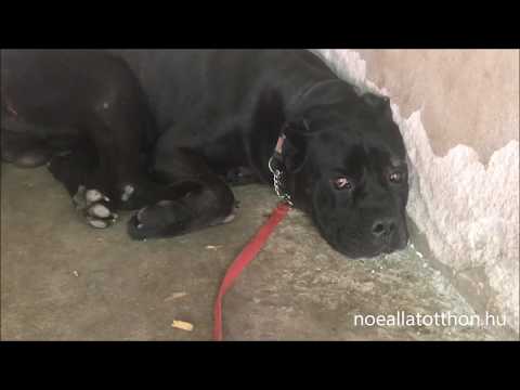 Videó: 12 kutyafajták, mint az emberek több mint kutya