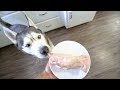 Husky vs Pork Foot! (ASMR)