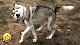Dose of Hilarious Dogs & Cats😂🐶🐱funny dogs and cats/funny animals dog and cats Fun Main Dam