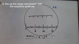 2.2 Microscope Calibration OCR A Biology A Level (new spec)