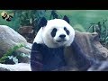 20190727 圓仔一擊必中的體育課 The Giant Panda Yuan Zai