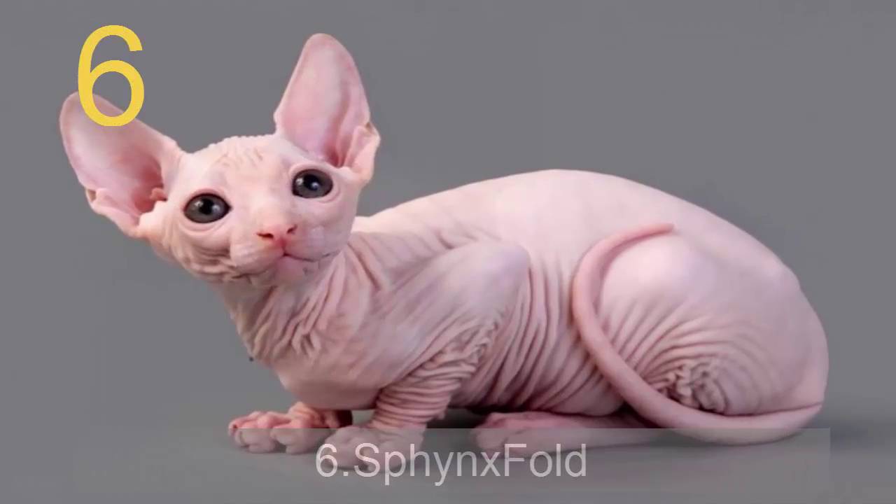 Cats Breeds |top 10s| - YouTube