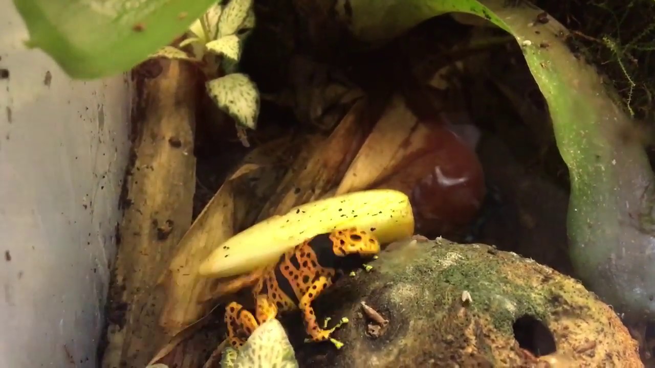 video phone beyonce mp3 Adding Fruit to Dart Frog Tank Prevents Fruitfly Escapes