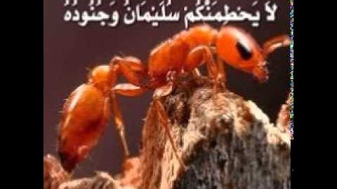 القارئ مروان بن عبدالرحمن