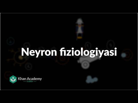 Neyron fiziologiyasi | Nerv tizimi | Tibbiyot