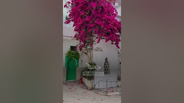 #القرآن_الكريم #اكسبلور #المصحف #تلاوة_خاشعة #راحة_نفسية #بدر_التركي