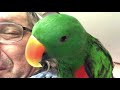 Chatting With Sonny the Eclectus Parrot