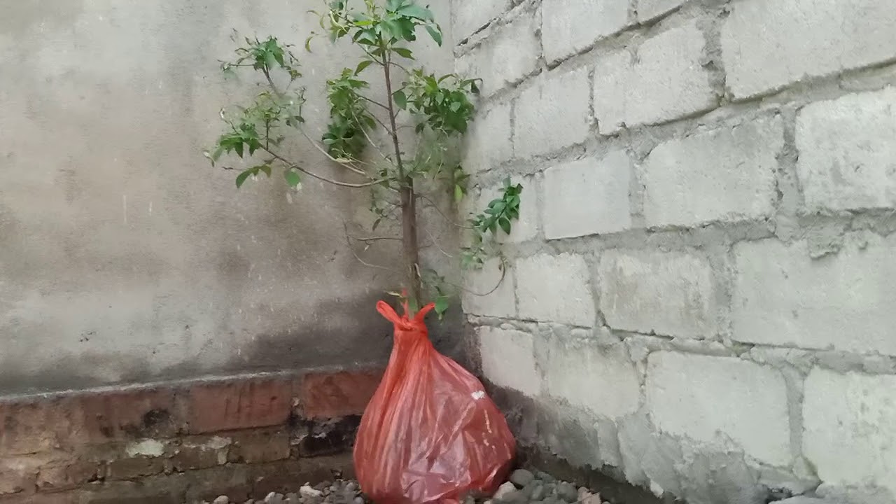 Kandang burung 