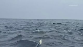 Thumbnail for Hundreds of whales surround rower in Atlantic Ocean
