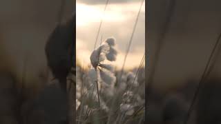 3702 1021119 mp3