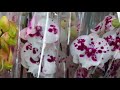 Фейерверк орхидейной красоты у Олега!!!!Лас Вегас,Хибики,Биг Липы....