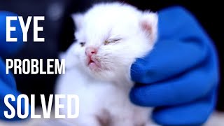 കണ്ണിൽ പഴുപ്പ് വന്ന് അടയുന്ന പ്രശ്നം പരിഹരിക്കാം | Treating Eye  Infection In Kittens | by MEHRIN'S CATTERY 25,432 views 2 years ago 10 minutes, 30 seconds