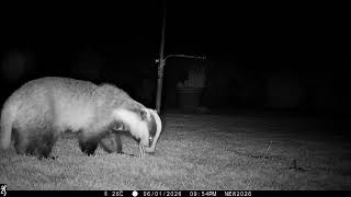 1st June 2026 Boris the badger