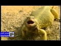 الضب في الصمان و البدوي يطلعه من جحره اسمع وش يسمى صوت الضب الضب في الصمان و البدوي يطلعه من جحره اسمع وش يسمى صوت الضب