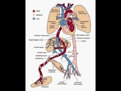 Video: Dalam pembuluh darah janin di mana kandungan oksigennya?