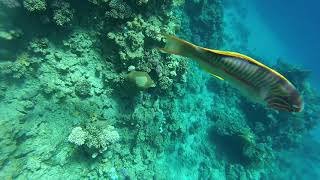 Red sea Egypt Snorkeling Reefs Sharks bay Sharm El Sheikh