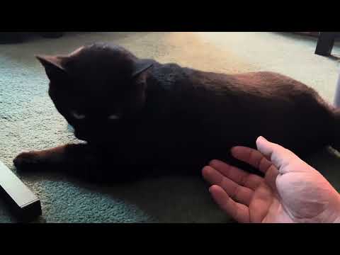 Oh Shoot, It’s Jojo (The Cat) Time!