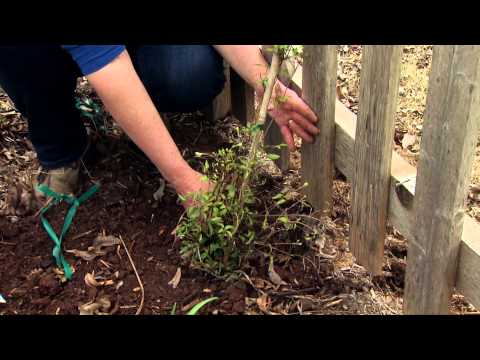 Planting