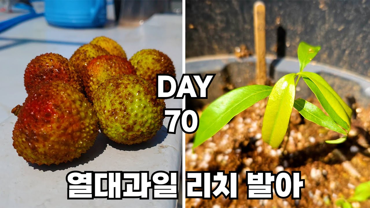 열대과일 리치 키우기 : How to Grow Lychee from Seed - YouTube