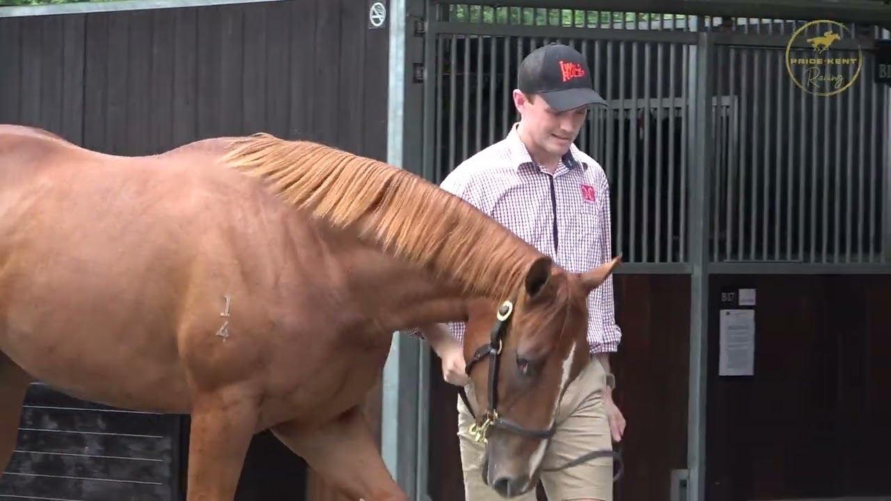 2026 Extreme Choice x Altair's Glow Colt