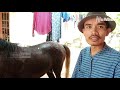 Cara Merawat Kuda Sebelum Dipakai Untuk Menarik Delman Agar Selalu Sehat dan Kuat