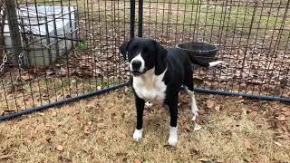 Good Golly Miss Molly Rescued feral dog on her own for 3 years by Greg King Canine Recovery 31,989 views 6 years ago 9 minutes, 34 seconds