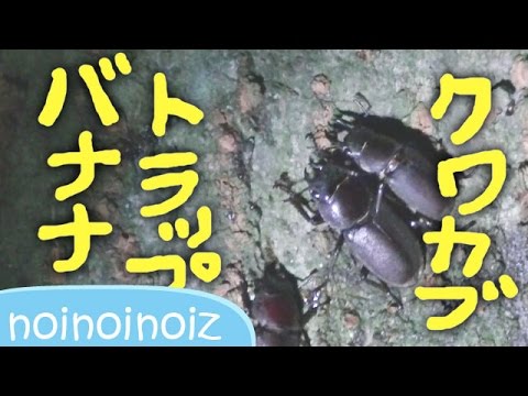 バナナトラップ クワガタカブトムシの捕り方 をやってみた成果 Light Trap Insect Collecting Stag Beetle Japanese Rhinoceros Beetle Youtube