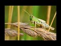 50 Fascinating fast facts about locusts