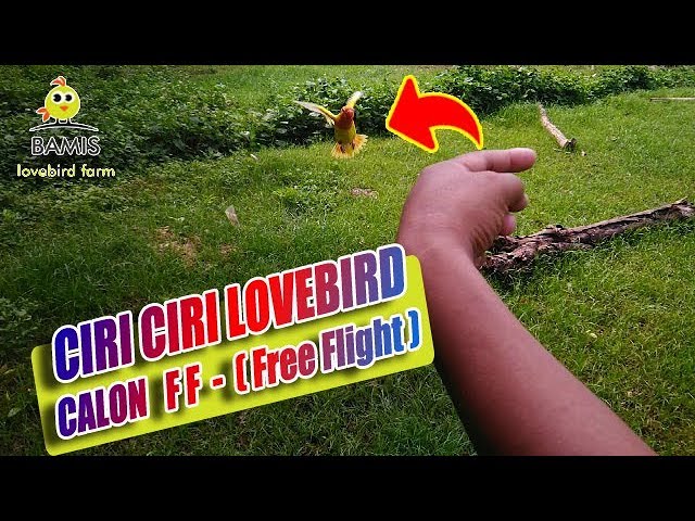 CIRI CIRI LOVEBIRD CALON FF ( Free Flight ) || BAMIS LOVEBIRD farm class=